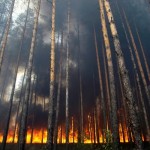 В Омской области накануне майских праздников не рекомендуют посещать леса