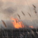 В Омской области зарегистрировано более 100 поджогов сухой травы